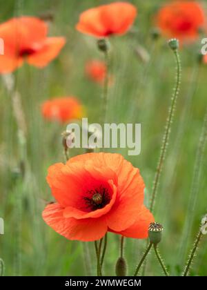 Mohn (Papaver rhoeas), Kent UK Stockfoto