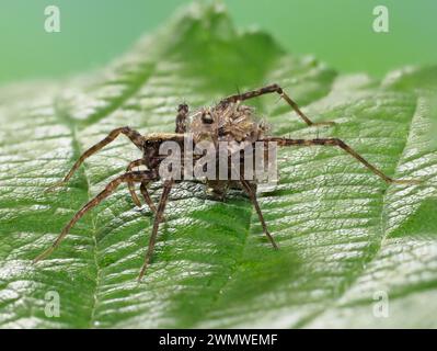 Wolf Spider, weiblich mit jungen Spinnen auf dem Rücken (Pardosa nigriceps) auf Blatt im Garten, Ramsgate Kent UK Stockfoto