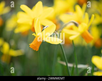Narzissen-Blumen (Narcissus 'Jetfire' cyclamineus) Wisley Gardens, Surrey Großbritannien Stockfoto