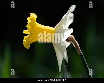 Wild Daffodil Flower (Narcissus pseudonarcissus) Wisley Gardens, Surrey Vereinigtes Königreich Stockfoto