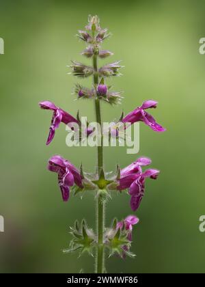 Hedge Woundwort (Stachys sylvatica) Chappetts Copse Nature Reserve, Hampshire, UK, Stacked Focus Image Stockfoto
