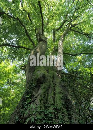 Europäische Hainbuche (Carpinus betulus) Chappetts Copse Nature Reserve, Hampshire Vereinigtes Königreich Stockfoto