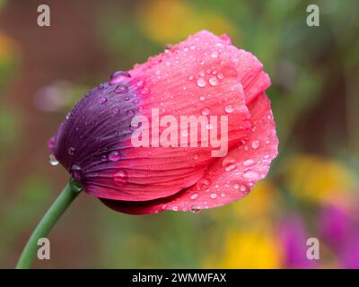Ziermohn in Garden (Papaver sp), Wiltshire, Großbritannien Stockfoto