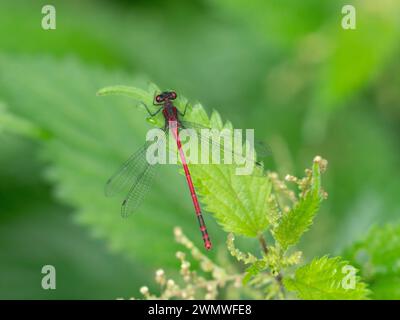 Große rote Damselfliege (Pyrrhosoma nymphula) auf Stinning Nesselblatt am Teich, Bentley Wood Nature Reserve, Hampshire, Großbritannien Stockfoto