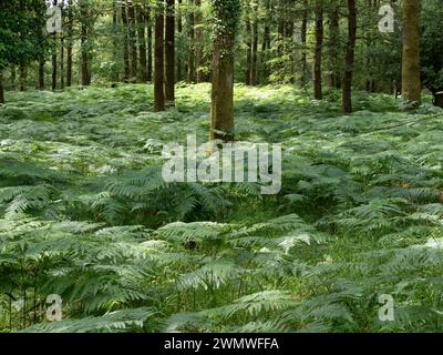 Bracken in Woodland (Pteridium aquilinum) Bentley Wood Nature Reserve, Hampshire Vereinigtes Königreich Stockfoto