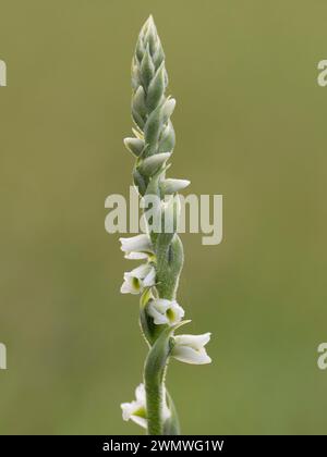 Herbst Lady's Tress Flowers (Spiranthes spiralis) Ramsgate Rose Garden, Kent UK Stockfoto