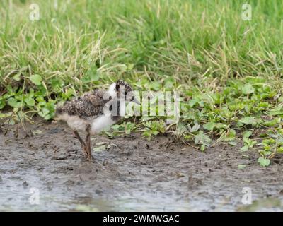 Lapwing Chick (Vanellus vanellus) Elmley Nature Reserve, Kent UK Stockfoto