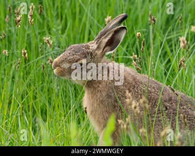 Braunhase (Lepus capensis), der Gras fresst, Elmley Nature Reserve, Kent UK Stockfoto