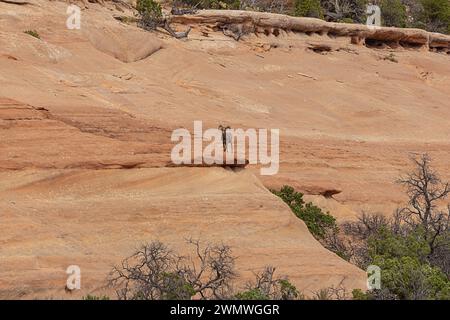 Dickhornschafe in der Wüste am Monument Mesa, vom Ute Canyon Overlook im Colorado National Monument aus gesehen Stockfoto