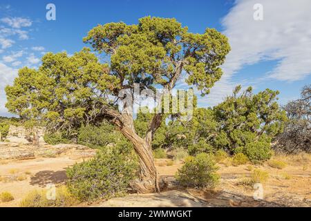 Utah juniper Trees am Cold Shivers Point im Colorado National Monument Stockfoto