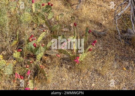 Blühender Claret Cup Cactus in der Nähe der Devil's Kitchen im Colorado National Monument Stockfoto