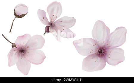 Aquarellset Kirschblüten. Blühender Zweig rosa Sakura-Blüten im Frühjahr. Handgezeichnete Aquarellzeichnung auf isoliertem weißem Hintergrund. Clip Stockfoto