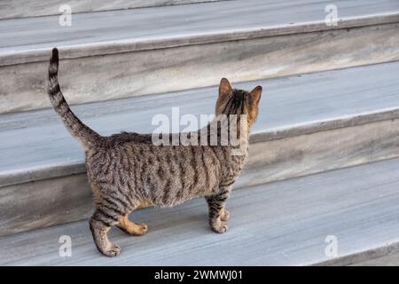 Katze auf der Treppe draußen. Tabby Katze, die auf einer Treppe läuft. Selektiver Fokus, Straßenfoto Stockfoto