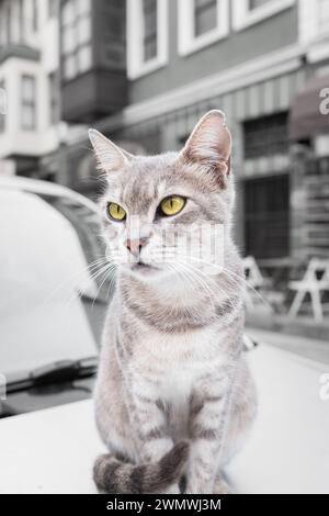 Silbertabby britische Kurzhaarkatze. Eine silberne Tigerkatze, die sich im Freien entspannt. Kurzhaarkatze in klassischer Silberfarbe sitzend und schauend. Straßenfoto Stockfoto