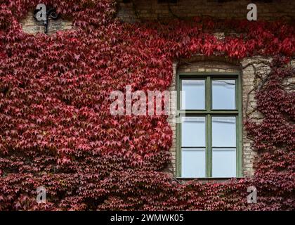Intensiver roter Efeu im Herbst um ein altes Fenster, das eine Gebäudefassade hochklettert. Die Außenfassade des Gebäudes, das von Hedera-Blättern bedeckt ist, vermittelt ein Gefühl des Schutzes Stockfoto