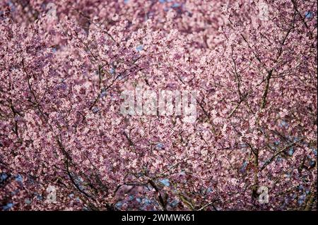 Kirschzweige in Blüte erzeugen ein intensives rosafarbenes Blumenmuster. Blühender Sakura-Baum mit Rosenblüten vermittelt ein weiches oder krankhaftes Gefühl Stockfoto
