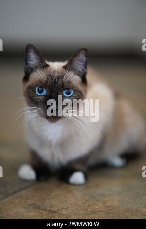 Ein selektives fokussiertes Bild einer niedlichen Siamkatze mit auffälligen blauen Augen Stockfoto