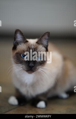 Ein selektives fokussiertes Bild einer niedlichen Siamkatze mit auffälligen blauen Augen Stockfoto