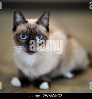 Ein selektives fokussiertes Bild einer niedlichen Siamkatze mit auffälligen blauen Augen Stockfoto