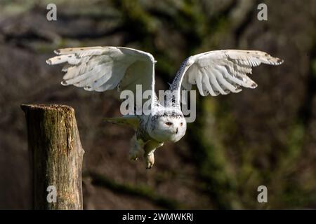 Schneeauge Raubvogel mit seinen Flügeln im Flug ausgebreitet, Stockfotobild Stockfoto