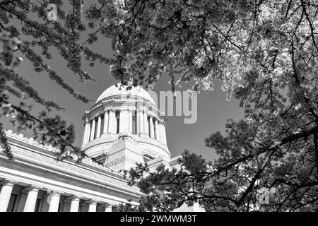 sakura Blüte und uns Kapitol. Washington State Capitol. Gesetzgebendes Gebäude in Olympia Stockfoto