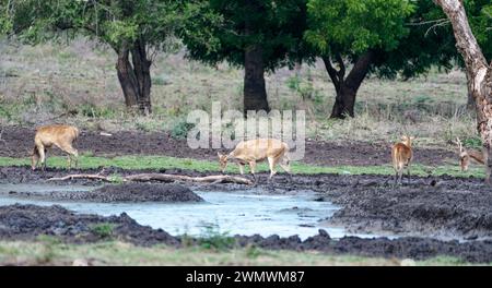 Eine Gruppe von javanischen rusa, Rusa timorensis im Baluran-Nationalpark, Ost-Java, Indonesien Stockfoto