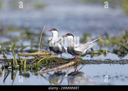 Whiskered Terns - Essenskarte Stockfoto