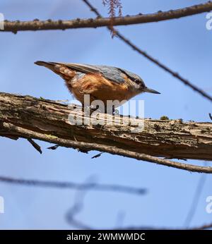 Europäischer Nackthaar auf einem Baum auf der Suche nach Samen und Insekten Stockfoto