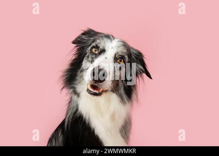 Hochformat-Collie-Hund, der die Kopfseite neigt. Isoliert auf rosafarbenem Pastellhintergrund im Frühling oder Sommer Stockfoto