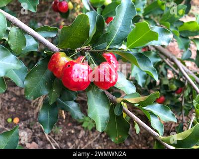 Frische Bio-Acerola-Kirsche. Thai-Kirsch- oder Acerola-Frucht am Baum, hoher Vitamin-C-Gehalt und antioxidative Früchte. Stockfoto