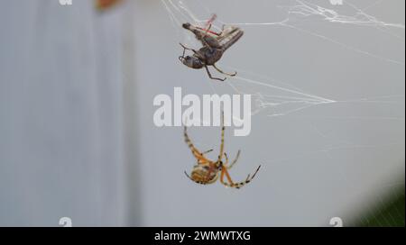 Eine Spinne, die in ihrem Netz Beute fängt Stockfoto