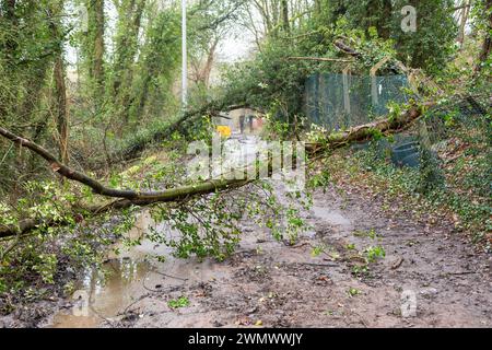 Dudley, West Midlands, Großbritannien. Februar 2024. Nach der Nachricht, dass die Besitzer des Crooked House, das letzten August niedergebrannt wurde, angewiesen wurden, den berühmten Pub in der Nähe von Dudley, West Midlands, wiederaufzubauen. Der Standort verschlechtert sich derzeit, und die zweihundert-Meter-Straße, die zum Pub-Gelände führt, ist von umgestürzten Bäumen blockiert und hat an der Seite der Straße verstreuten Müll mit Fliegenkippen. Quelle: Peter Lopeman/Alamy Live News Stockfoto