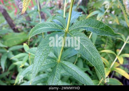 Kandelaber-Ehrenpreis (Veronicastrum virginicum, Syn. Leptandra virginica, Veronica virginica) - Blätter Stockfoto