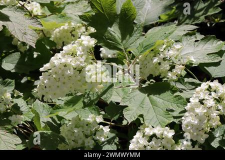 Eichenblättrige Hortensie - Hydrangea quercifolia Stockfoto