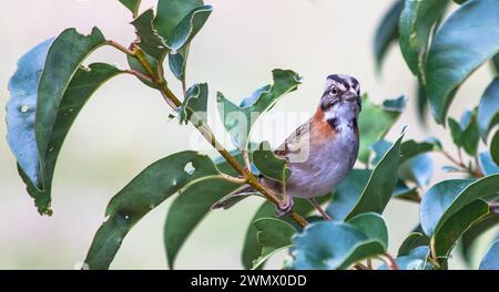 Ein Vogel mit Rufus-Kragen (Zonotrichia capensis), der auf einem Baumzweig thront Stockfoto