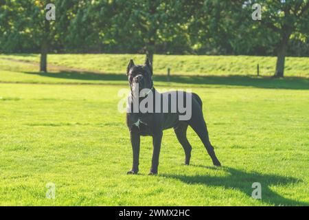 Großer schwarzer Hund corso im Gurt, um an sonnigen Sommertagen auf dem Gras spazieren zu gehen Stockfoto