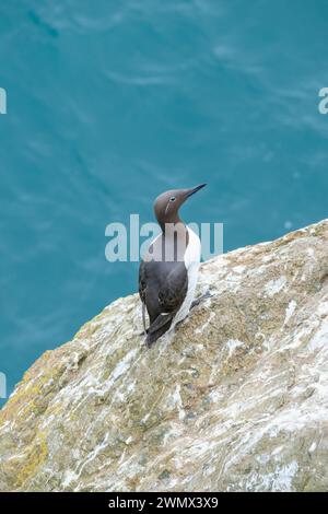 Zaum-guillemot, dünne weiße Kreise um die Augen, dehnen sich wie eine dünne weiße Linie zurück Stockfoto