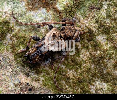 Kleiner Thorn-Spitzkäfer (Pogonocherus hispidus) auf Grabstein. Tipperary, Irland Stockfoto