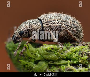 Nuss-Blatt-Weevil (Strophosoma melanogrammum) am Zweig. Tipperary, Irland Stockfoto