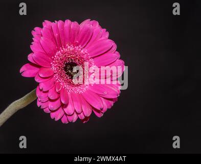 Schöne blühende rosa Gerbera Gänseblümchenblume auf schwarzem Hintergrund. Stockfoto