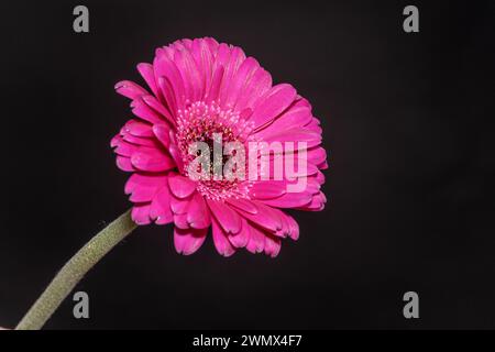 Schöne blühende rosa Gerbera Gänseblümchenblume auf schwarzem Hintergrund. Stockfoto