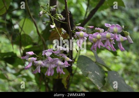 Blick auf eine blassviolette Gliricidia-Blumenhülle der Pflanze Stockfoto