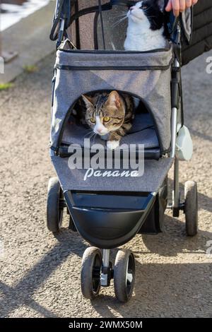 Zwei Katzen draußen in ihrem Kinderwagen Stockfoto
