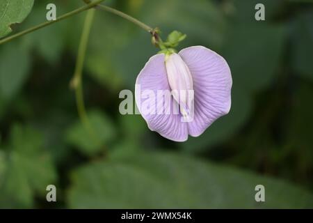 Nahaufnahme einer lavendelfarbenen, spornigen Schmetterlingserbsenblume (Centrosema virginianum) blühen auf der Rebe in einer wilden Gegend. Diese Blume ist auch bekannt Stockfoto