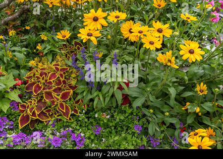 Blumenbeet mit Coleus mit verschiedenen Blättern, blühender schwarzäugiger susan (Rudbeckia) und Salbei (Salvia farinacea) mit violetten Stachelblüten Stockfoto