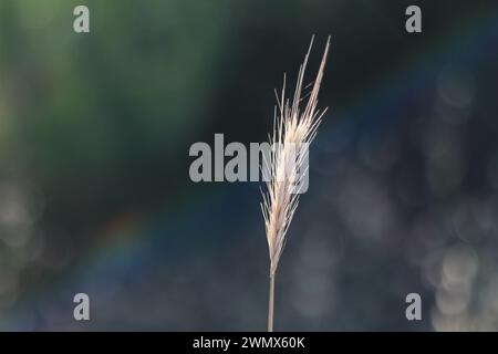 In einem malerischen Feld zeigt eine Nahaufnahme die goldenen Töne reifer Gerste, die sanft im Wind schweben und ihre schlanken Stiele in Richtung des Stockfoto