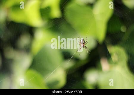 Beschreibung: In der komplizierten Welt eines Spinnennetzes zeigt eine Nahaufnahme die akribische Handwerkskunst seines Schöpfers. Stockfoto