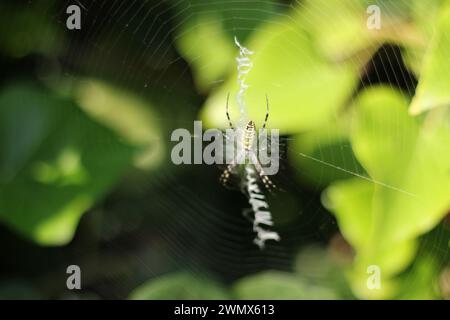 Beschreibung: In der komplizierten Welt eines Spinnennetzes zeigt eine Nahaufnahme die akribische Handwerkskunst seines Schöpfers. Stockfoto