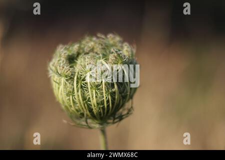 n eine Feier der Kunstfertigkeit der Natur ist eine blühende Daucus carota, die allgemein als Queen Anne's Spitze bekannt ist, ein Beweis für die Schönheit von simp Stockfoto