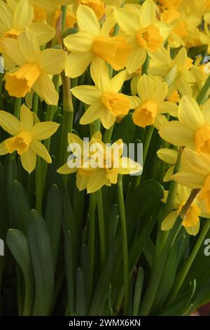 Kopenhagen, Dänemark /28 Februar 2024/.Narzissen Blumen zum Verkauf in der dänischen Hauptstadt Kopenhagen. (Photo.Francis Joseph Dean/Dean Pictures) Stockfoto